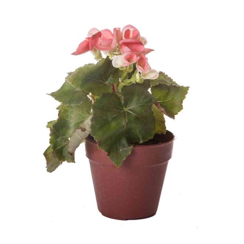 Planta--Begonia-M11-1-1555
