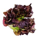 Lechuga-Lechuga-Morada--1-Kg-1-10911