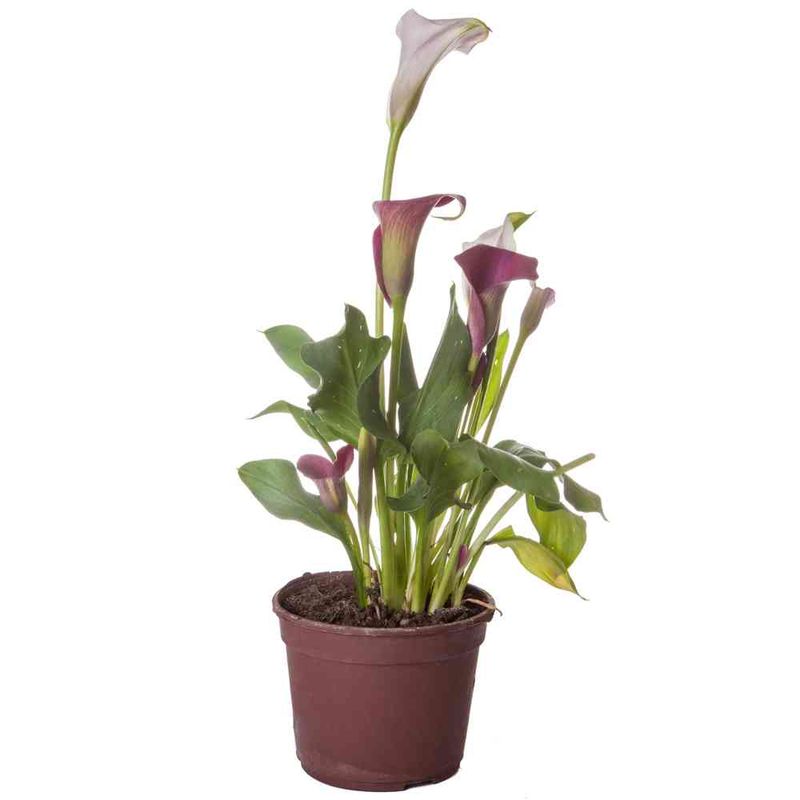 Planta-Natural-Wolf-Cala-De-Color-Planta-Natural-Wolf-Cala-De-Color-s-e-un-1-1-11382