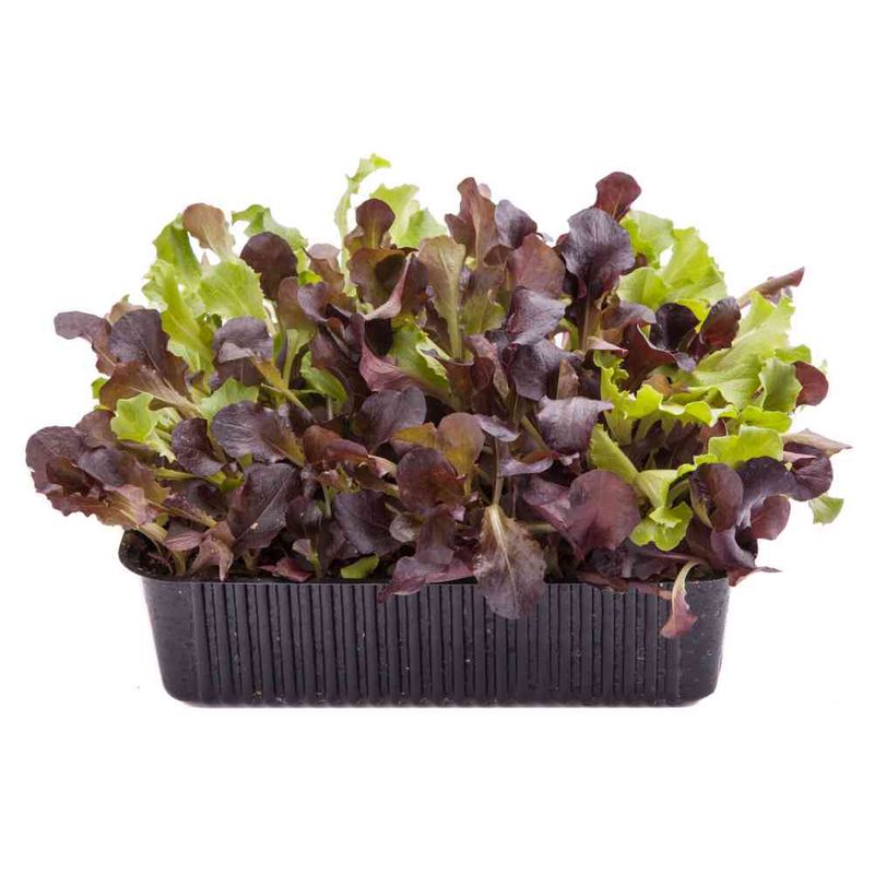 Ensalada-Viva-Vegetales-Parrilleros-Rico---Sano-bja-gr-600-1-29851