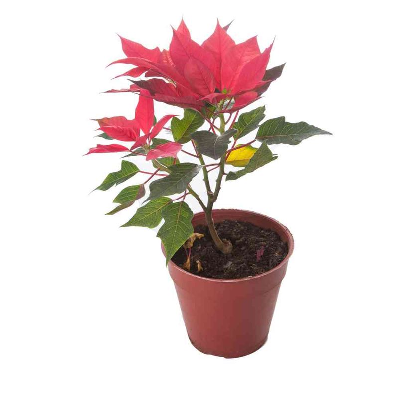 Planta--Estrella-Federal-M14-15-Planta--Estrella-Federal-M14-15---S-e-1-Un-1-34013