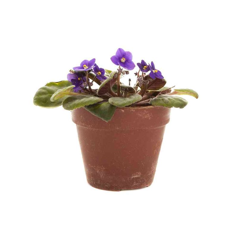 Planta--Violeta-M10-Africana-1-34204