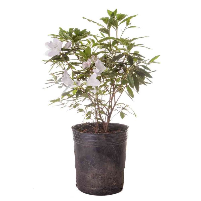 Planta-Azalea-D-jard-Planta-Azalea-D-jard---S-e-1-Un-1-34312