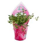 Plantines-Aromaticas-X-1-Un-Plantines-AromAticas-Por-Kg-9-34921