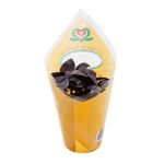Plantines-Aromaticas-X-1-Un-Plantines-AromAticas-Por-Kg-11-34921
