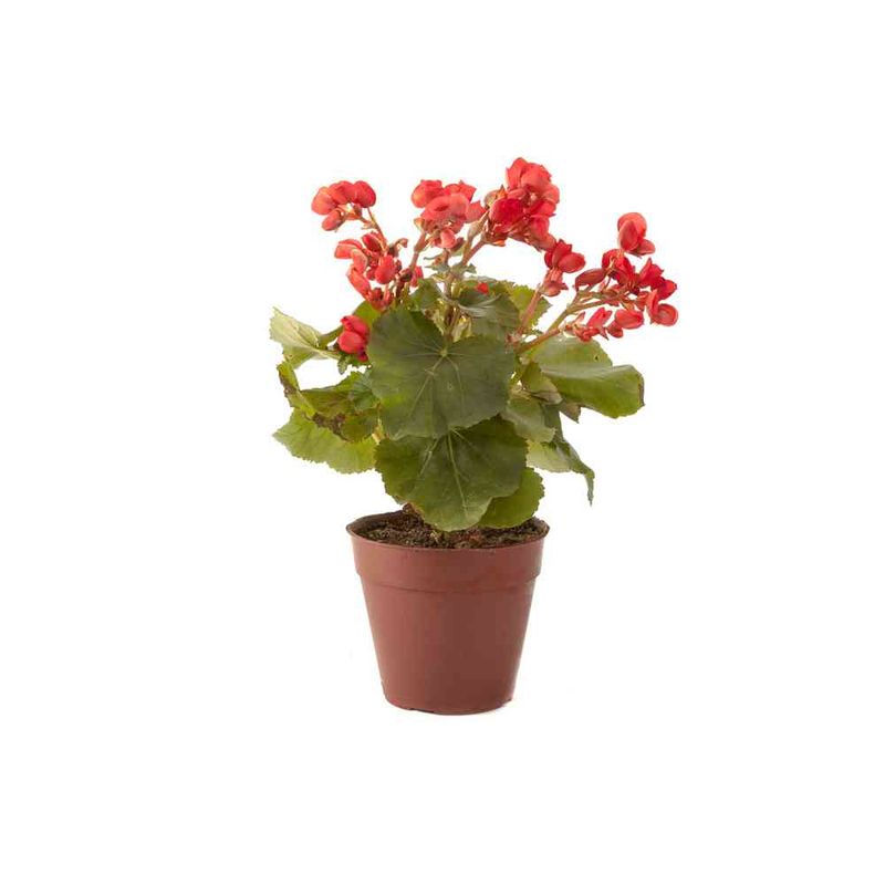 Planta-Natural-Wolf-Azalea-Doble-M12-s-e-un-1-1-203346