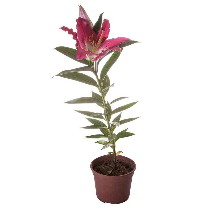 Planta-Natural-Wolf-Lilium-Perfumado-M14-s-e-un-1-1-84