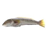 Salmon-Blanco-1-249340