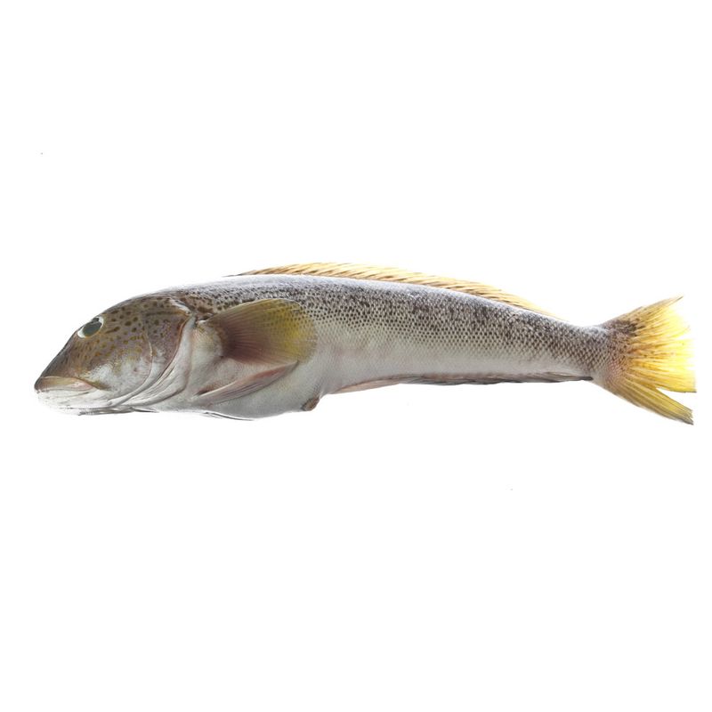 Salmon-Blanco-1-249340