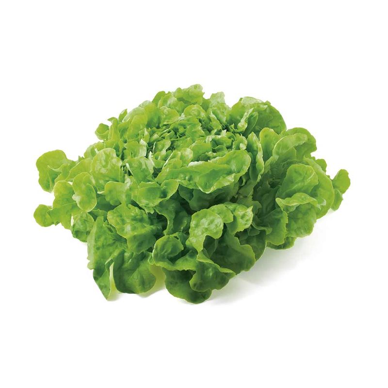 Lechuga-Mantecosa-Organica-400-Gr-1-1523