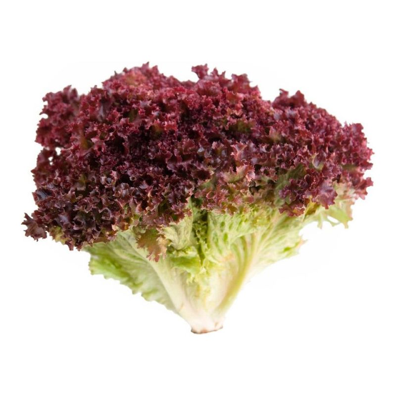 Lechuga-Lollo-Rosa--X-Kilo-gra-kg-1-1-19039