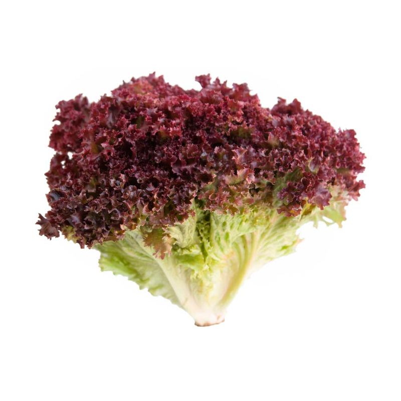 Lechuga-Morada-Patag---S-e-1-Kg-1-13807