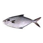 Palometa-1kg-1-249281