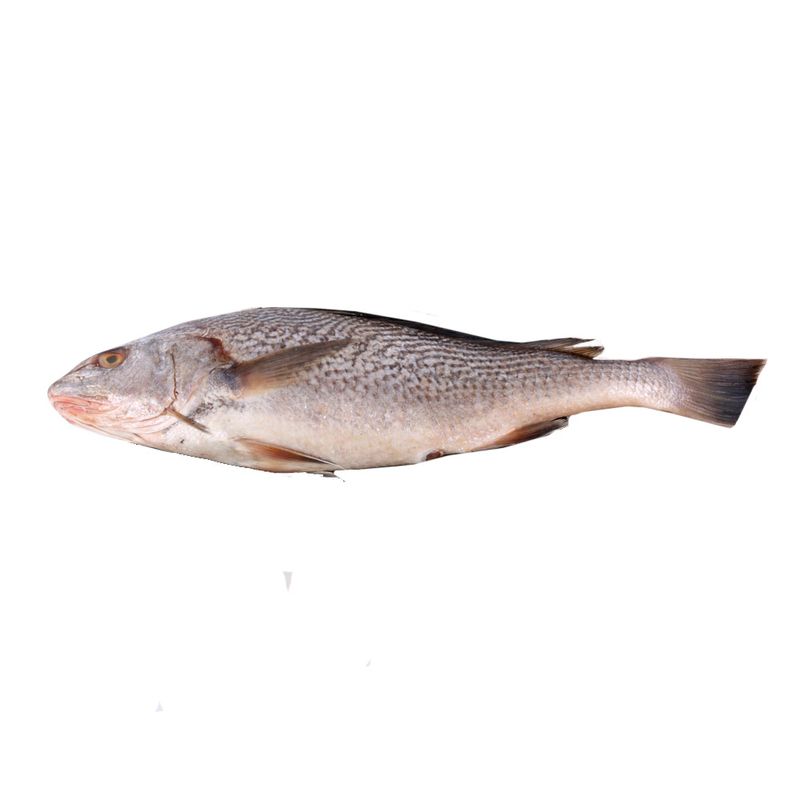 Corvina-Entera-por-Kg-Corvina-Entera-Por-Kg-1-249305