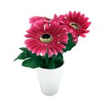 Flor-En-Maceta-Gerbera-1-572885