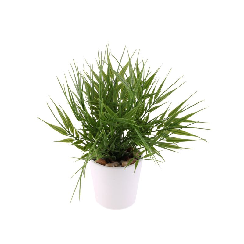 Planta-Hojas-En-Punta-2-572988