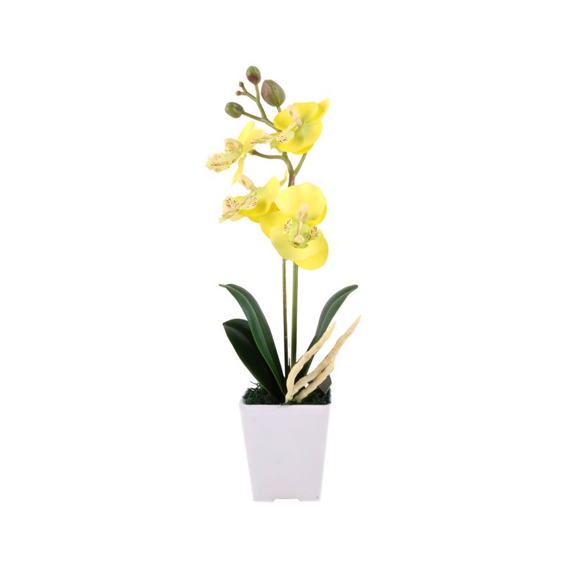 Flor-En-Maceta-Phalaenopsis-2-573082