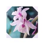 Canvas-40x40cm-Flores-4d-1-573285