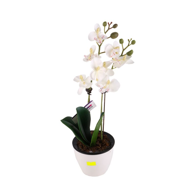 Flor-En-Maceta-De-Cemento-Phalaenopsis-1-572985