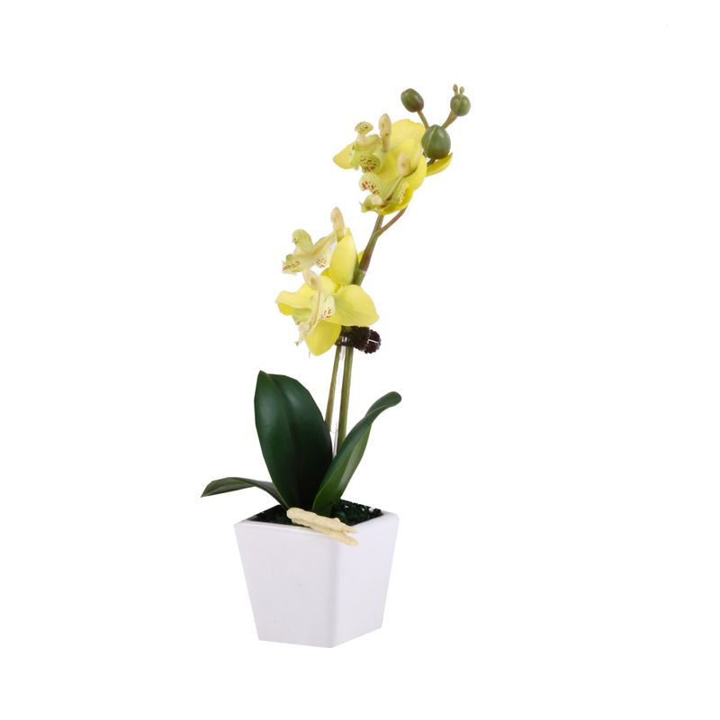 Flor-En-Maceta-Phalaenopsis-1-573082