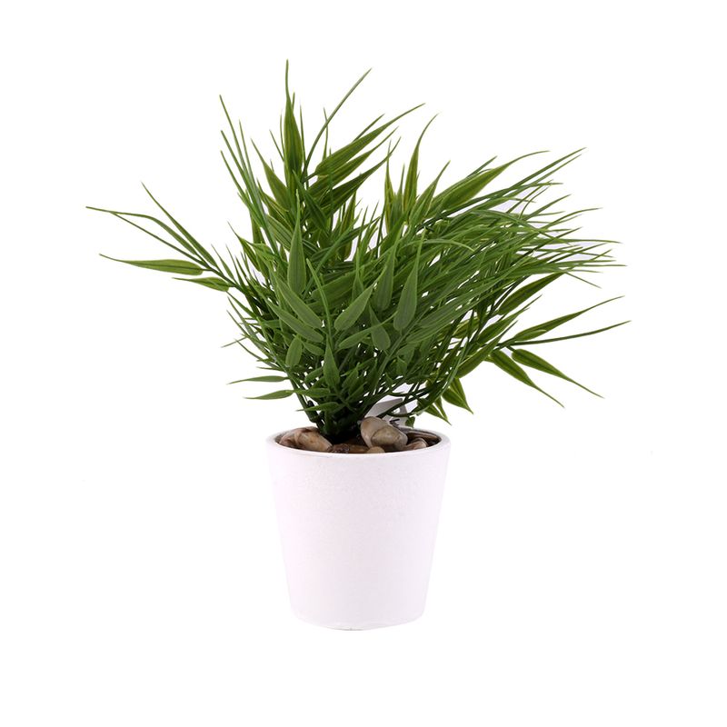 Planta-Hojas-En-Punta-1-572988
