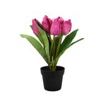 Flor-En-Maceta-Tulipan-1-574031