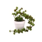 Planta-Colgante-1-574175