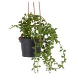 Planta-Colgante-2-606957