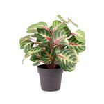 Planta-En-Maceta-Mini-Con-Color-1-606872