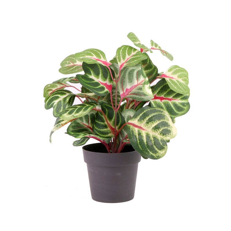 Planta-En-Maceta-Mini-Con-Color-1-606872