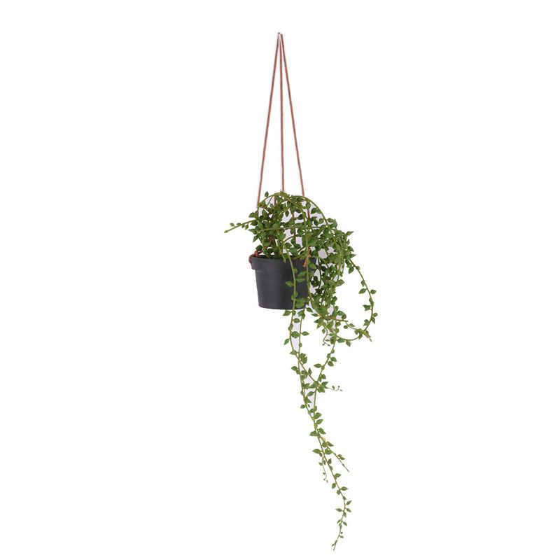 Planta-Colgante-1-606957