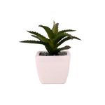 Suculenta-Mini-1-606949