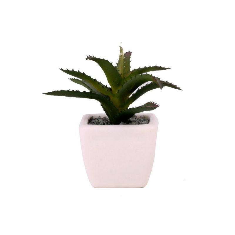 Suculenta-Mini-1-606949