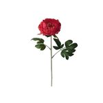 Peonia-Abierta-47-Cms-Pv18-1-572870