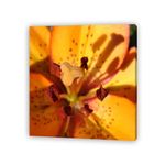 Pdq-Canvas-20-X-20-Cm-Mundos-01-16d-Canvas-12-852248