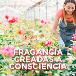 Glade-Toque-Rep-Edic-Limit-Mandarina-5-870782