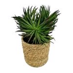 Suculentas-Natural-3d-12-15cm-4-857781