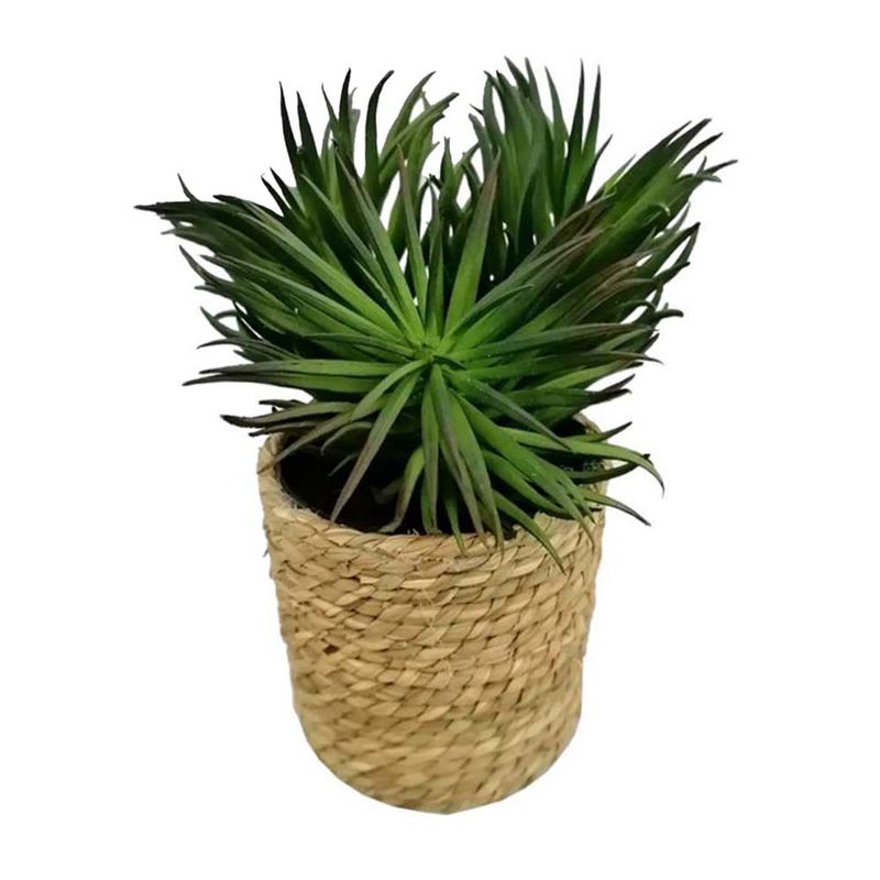 Suculentas-Natural-3d-12-15cm-4-857781