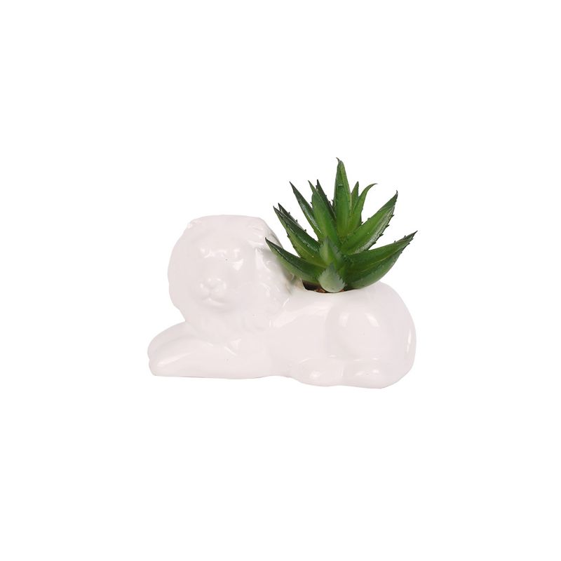 Suculenta-D2-10-1x5-7x6cm-1-858080