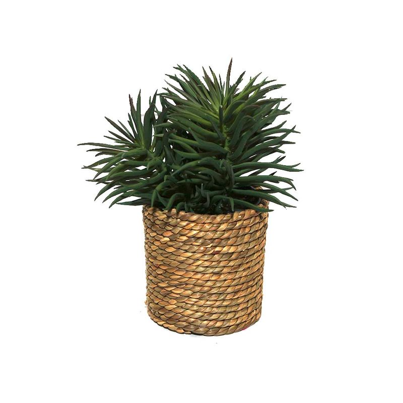 Suculentas-Natural-3d-12-15cm-2-857781