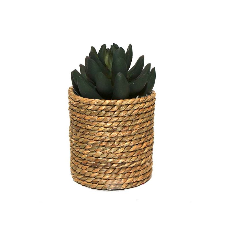 Suculentas-Natural-3d-12-15cm-3-857781