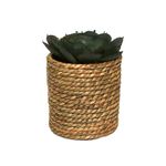 Suculentas-Natural-3d-12-15cm-1-857781