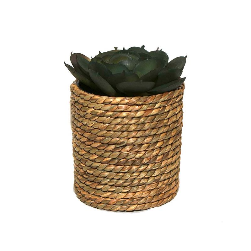 Suculentas-Natural-3d-12-15cm-1-857781