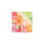 Pdq-Canvas-20x20cm-Mundos-01-16d-20x20x1-5cm-3-858191