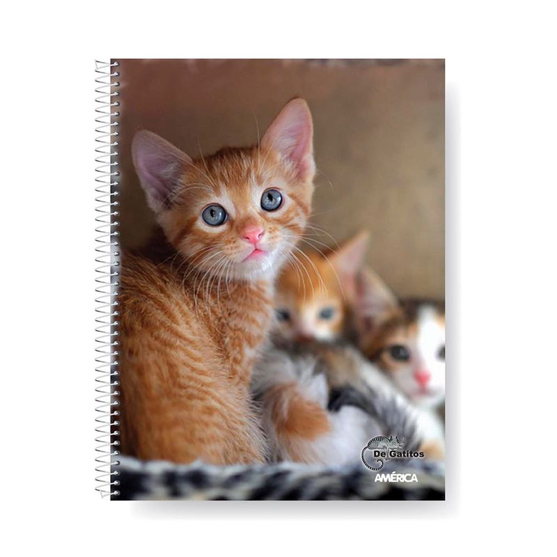 Cuaderno-America-29-7cm-Gatitos-Raya-T-f-80-H-3-882612