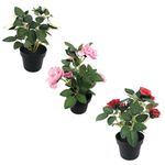 Flores-En-Maceta-D3-3c-Oi22-Krea-1-876997
