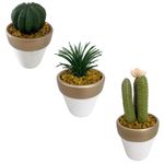 Suculenta-D3-Cactus-3d-Oi22-Krea-1-877002