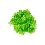 Lechuga-Hidroponica-Roble-X-Und-1-887328