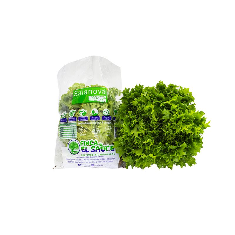 Lechuga-Hidroponica-Escarola-X-Und-1-887332
