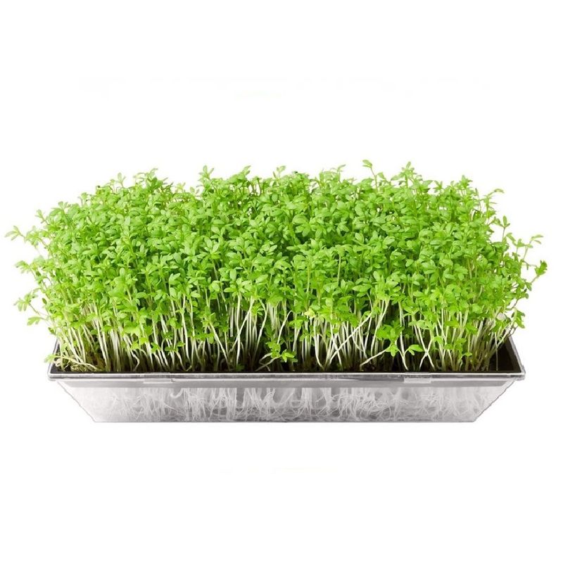Brotes-Micro-Greens-Bandeja-Org-nicos-X-Unidad-1-887967